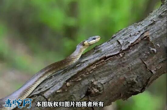 当下深圳毒蛇进入活跃期!外出游玩要防治毒蛇咬伤!