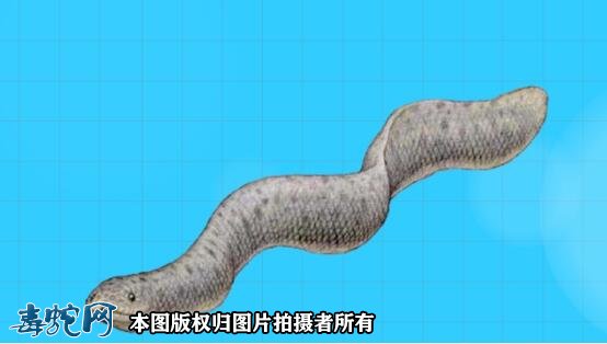 古代巨型海蛇-古杯蛇究竟有多大图2