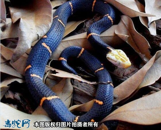濒危白头蝰再次现身!白头蝰蛇毒性大、人工繁育困难!