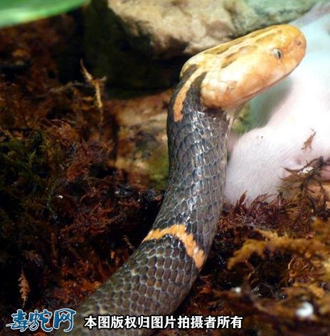 濒危白头蝰再次现身!白头蝰蛇毒性大、人工繁育困难!