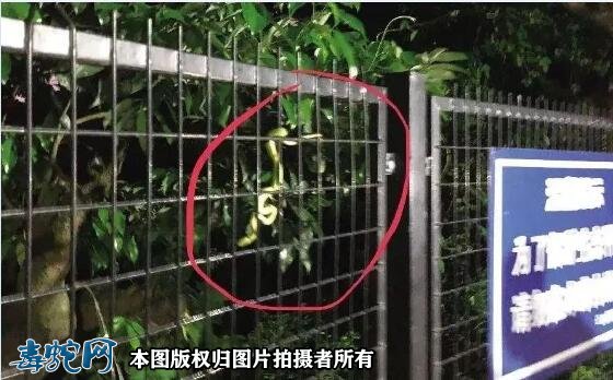 深圳半个月内14人被毒蛇咬伤！夏季外出要谨慎！