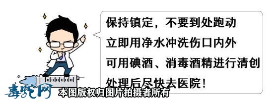 深圳半个月内14人被毒蛇咬伤!夏季外出要谨慎!