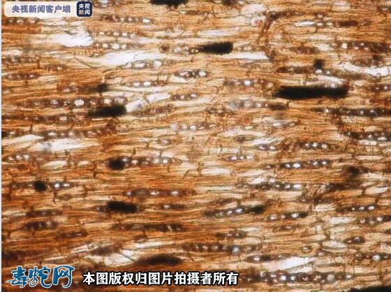 史前文明有据可循：浙江又发现一艘史前独木舟 距今约4900年！