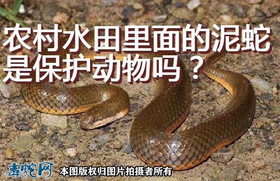 农村水田里面的泥蛇是保护动物吗