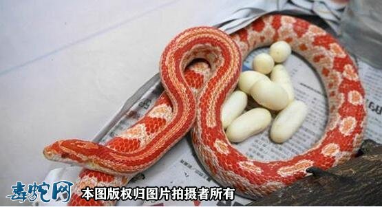 养宠物蛇要了解它们的食物和习性