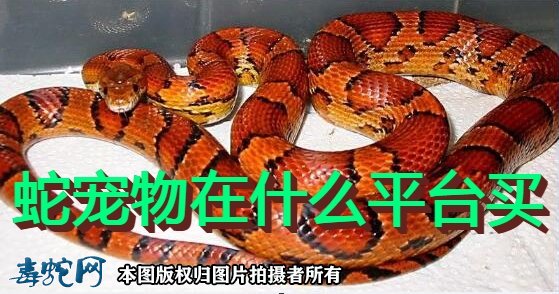 蛇宠物在什么平台买