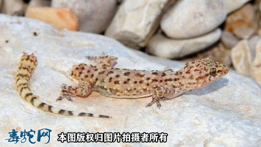 壁虎断尾求生图片2