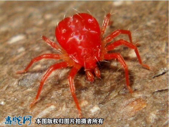 红色蜘蛛图1