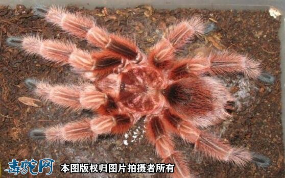红色蜘蛛图2