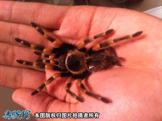 红色蜘蛛图3