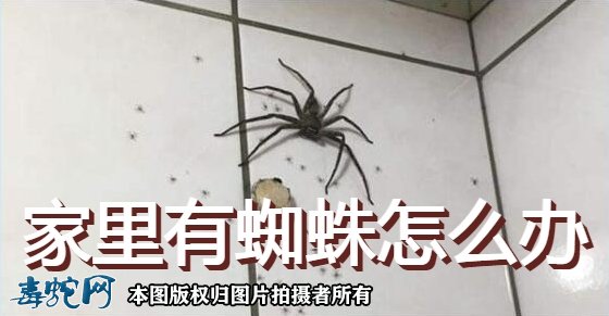 家里有蜘蛛怎么办