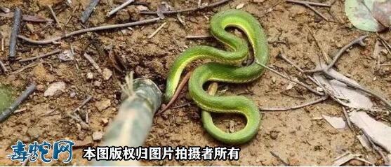 广东半个月内14人中招!广东毒蛇进入高发期、五一出游要注意!