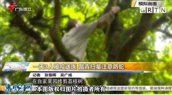 广东半个月内14人中招!广东毒蛇进入高发期、五一出游要注意!