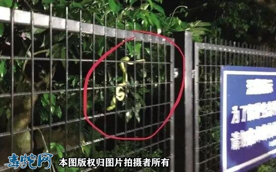 广东半个月内14人中招!广东毒蛇进入高发期、五一出游要注意!