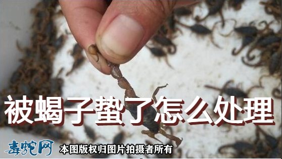 被蝎子蛰了怎么处理?