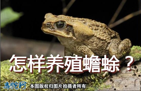 怎样养殖蟾蜍？