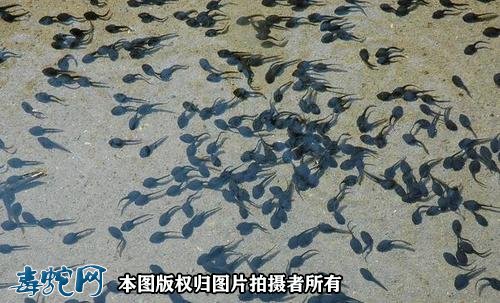 怎样养殖蟾蜍?
