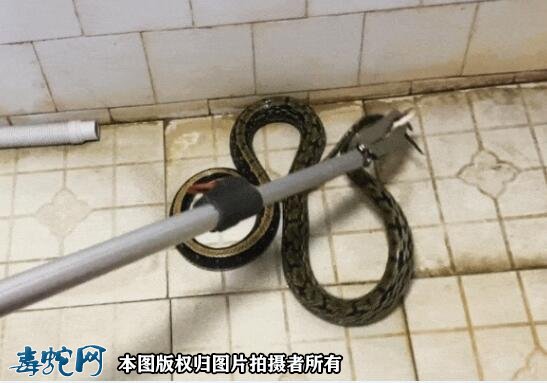 安徽近期频发蛇类入侵报警！桐城文昌中国第一毒蛇！