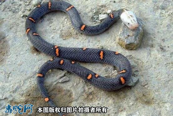云南昭通一男子为母亲迁坟被毒蛇咬伤！肇事者为罕见的白头蝰蛇！