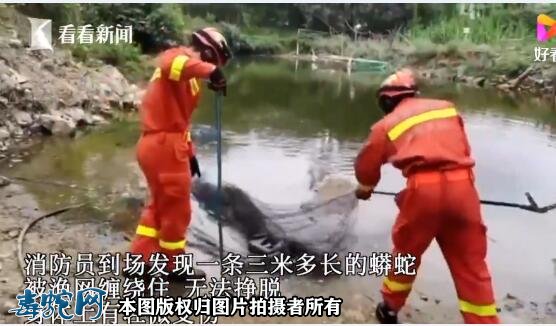 海南一鱼塘惊现大蟒蛇!消防员渔网解救成功!
