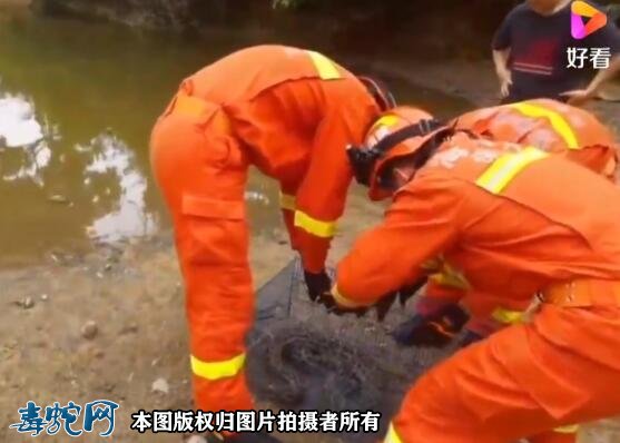 海南一鱼塘惊现大蟒蛇!消防员渔网解救成功!