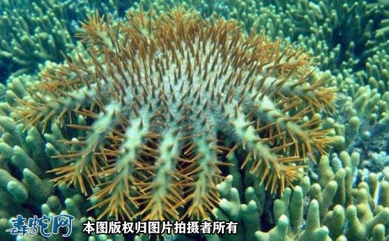 蛇尾纲图片7