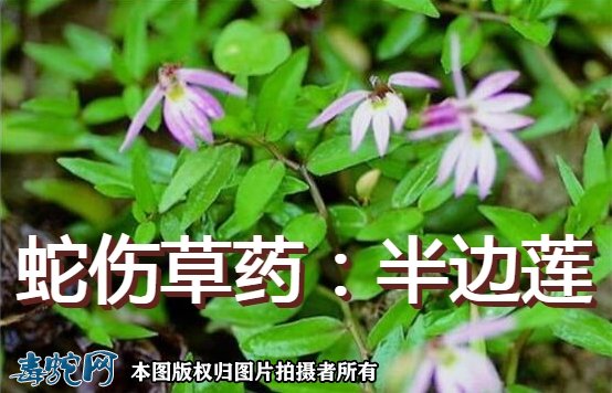 蛇伤草药：半边莲介绍