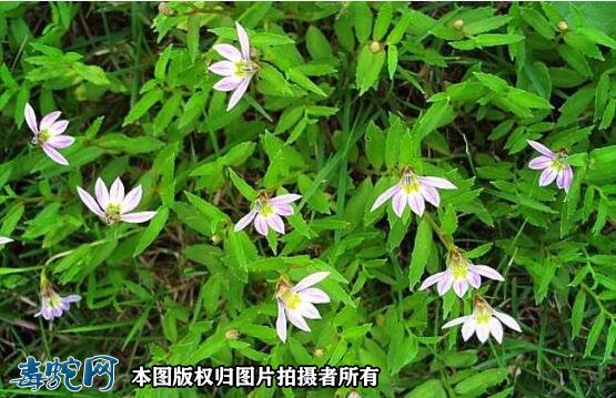 蛇伤草药半边莲图5