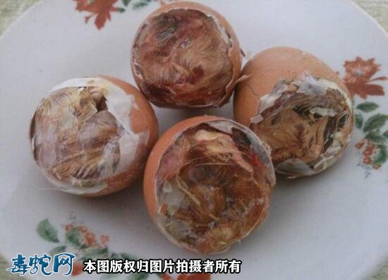 水律喂毛蛋可以吗