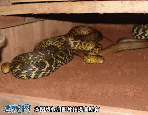 大王蛇什么时候才可以分笼
