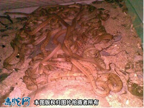 大王蛇什么时候才可以分笼