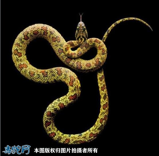 蛇的图片2