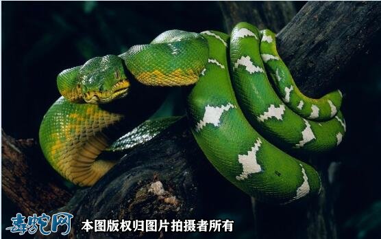 蛇的图片9
