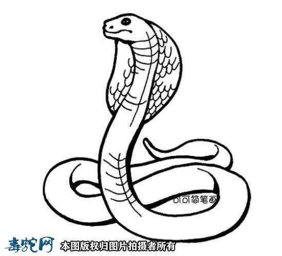 蛇的简笔画图片8