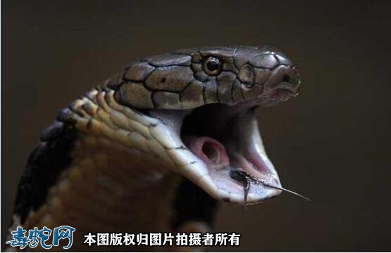蛇的图片吓人素材1