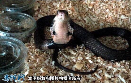 蛇的图片吓人素材10