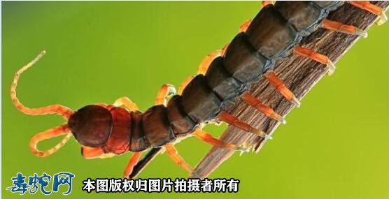 常州女子被蜈蚣咬了一口窒息身亡!蜈蚣有这么毒吗?