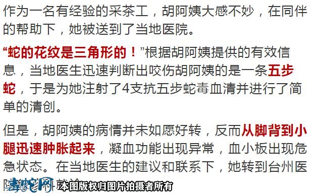 台州女子上山采茶被剧毒五步蛇咬伤!看到受伤的腿就哆嗦!