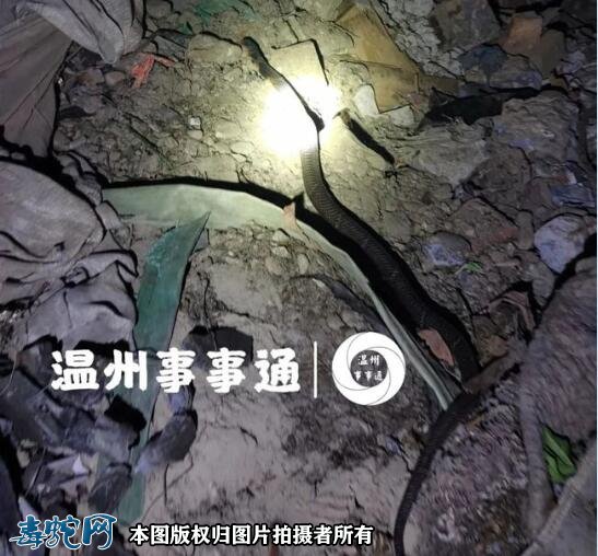 温州一居民家中惊现毒蛇！5名救援队员紧急出售抓获！