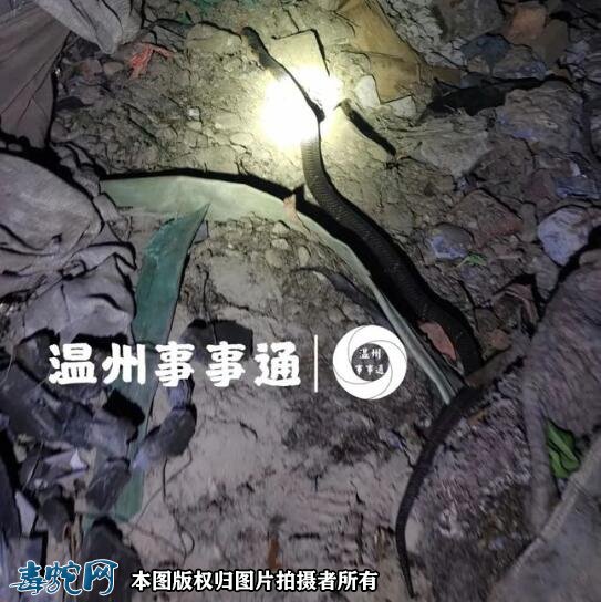 温州一居民家中惊现毒蛇！5名救援队员紧急出售抓获！