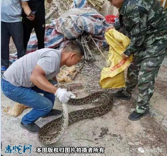梅州一村民捉“过山峰”被咬救无效身亡！