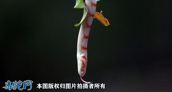 白化赤练蛇图片1