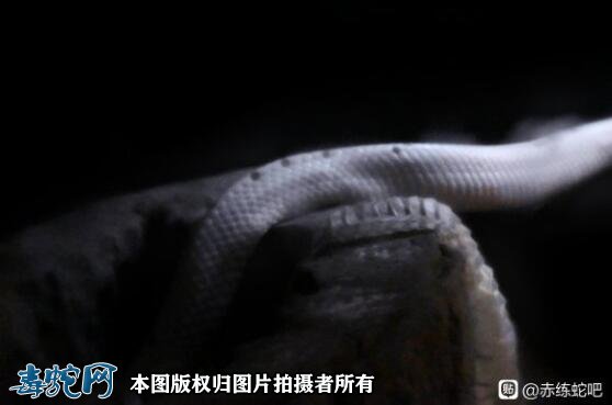 白化赤练蛇图片2