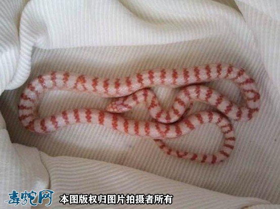 白化赤练蛇图片4