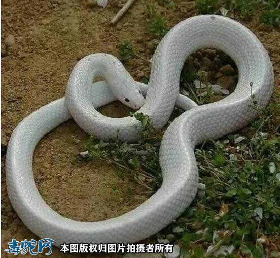 白化赤练蛇图片5