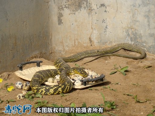 王锦蛇种蛇