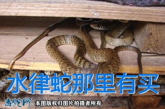水律蛇那里有买的?