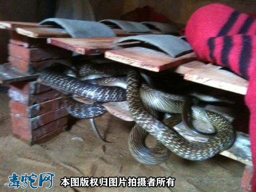 水律蛇那里有买的?