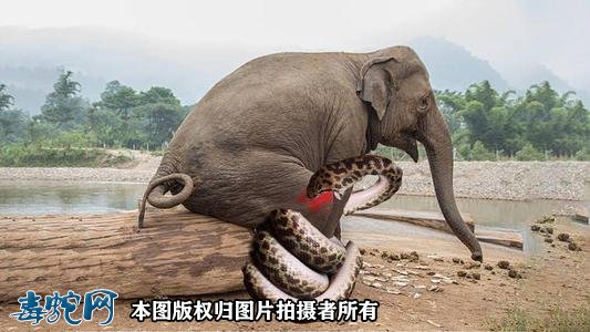 眼镜王蛇单挑大象