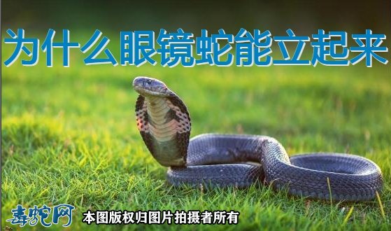 为什么眼镜蛇能立起来很高?